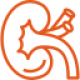 kidney icon